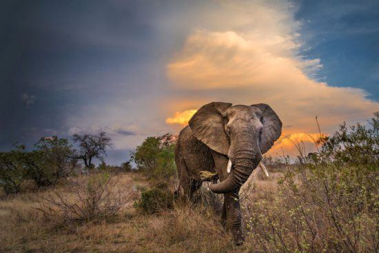 Fünf Gründe, im Timbavati Game Reserve zu übernachten: Elefant vor einem farbenfrohen Himmel im südafrikanischen Busch