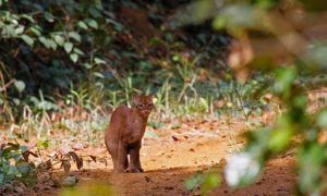 Chat doré africain dans la forêt vierge, dans le top des félins d'Afrique