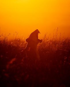 Löwin im Gras brüllt im Orange eines Sonnenuntergangs