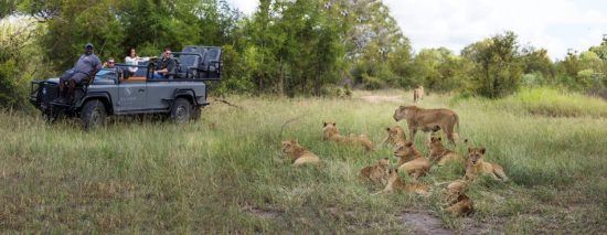 Ein Löwenrudel neben einem Safari-Fahrzeug im Sabi Sand Game Reserve