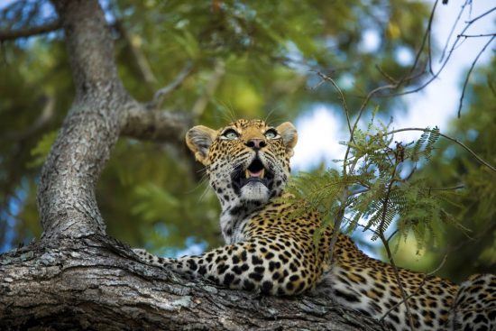 Leopard auf einem Baum nahe der Silvan Safari Lodge