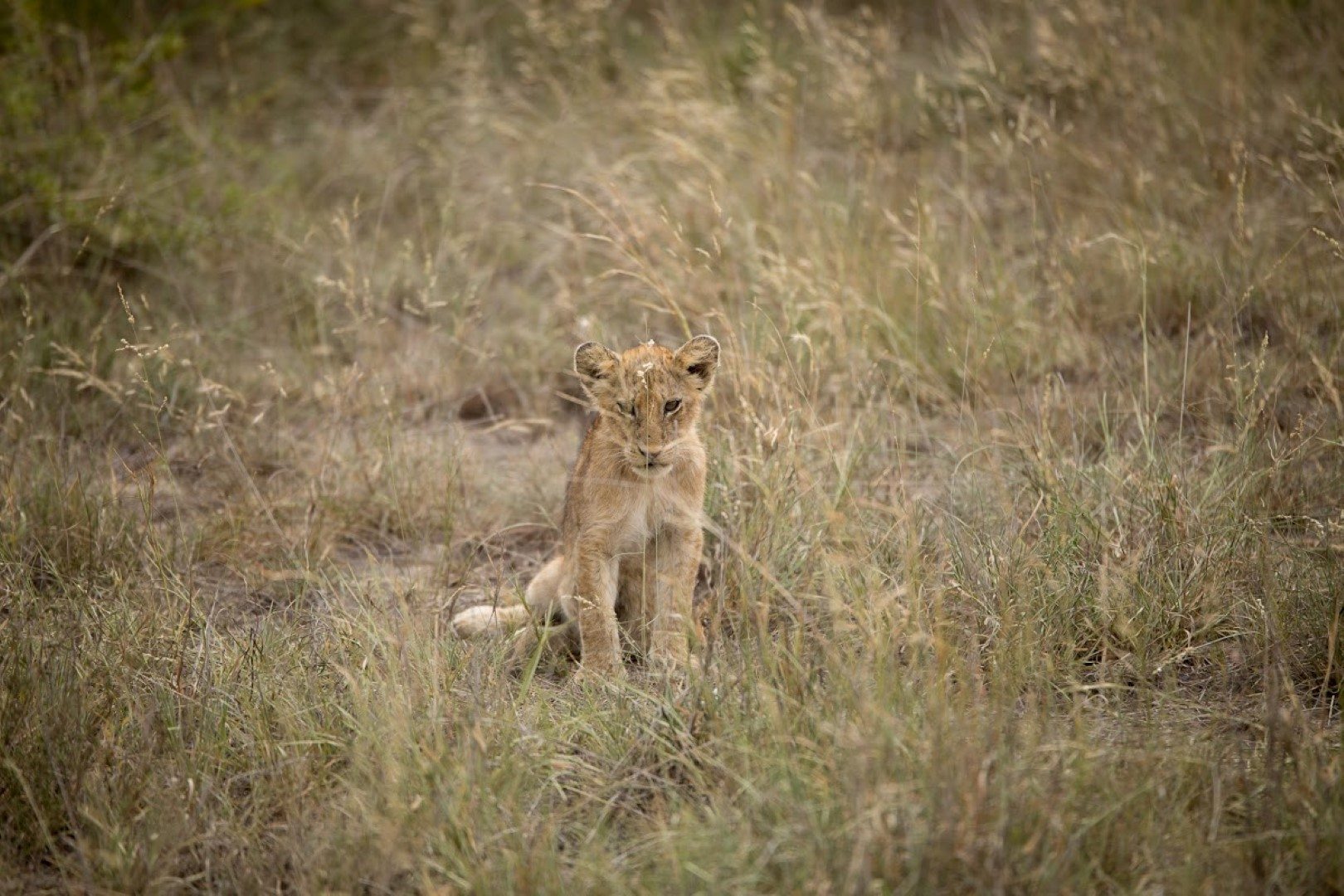 Lionceau dans les hautes herbes au Kruger