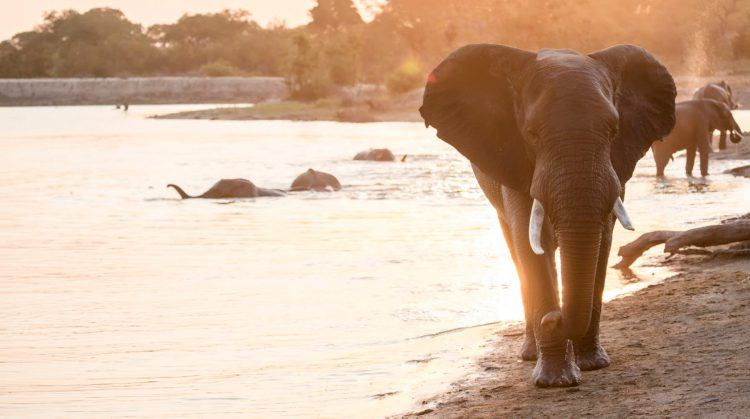 Éléphants dans la réserve de Sabi Sand à côté du lodge de Silvan Safari, région du Kruger.