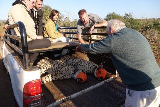 Guépards à l'arrière d'une voiture tout-terrain en partance pour les soins de Wildlife ACT