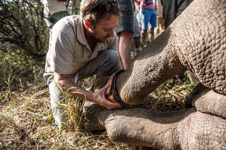 Bénévole de l'association Wildlife ACT installant un bracelet électronique à la cheville d'un rhinocéros