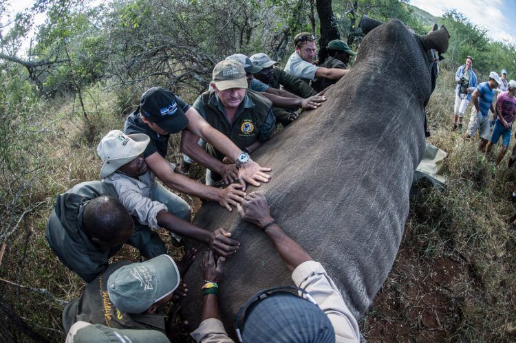 Travail d'équipe par les bénévoles de Wildlife ACT pour remettre un rhinocéros sur ses pieds après l'avoir transporté dans son nouvel habitat.