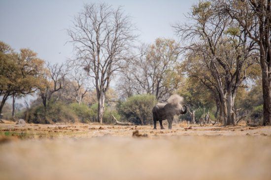 Elefante se refresca usando a própria tromba