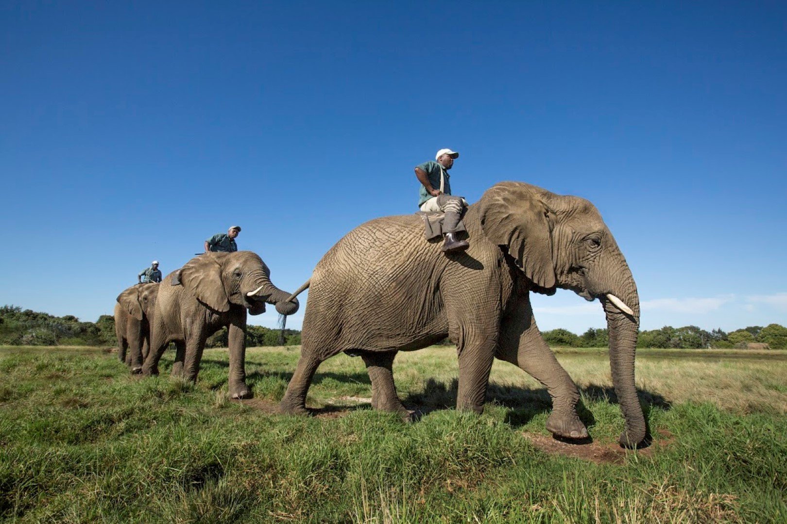 Éléphants au Elephant Sanctuary, Afrique du Sud