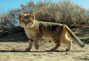 Chat des sables dans le désert, dans le top des félins d'Afrique