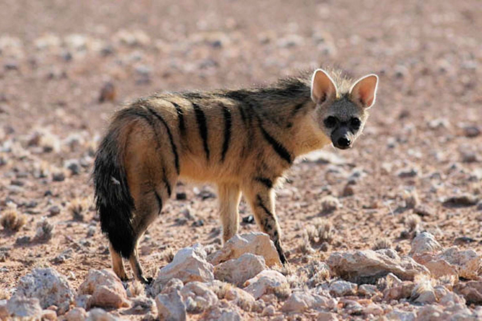 Sighting of an aardwolf during the day 