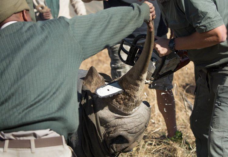 Opération sur un rhinocéros par Wildlife ACT, association anti-braconnage des rhinocéros