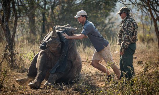 Simon, membro da Wildlife ACT, ajudando a levantar um rinoceronte.