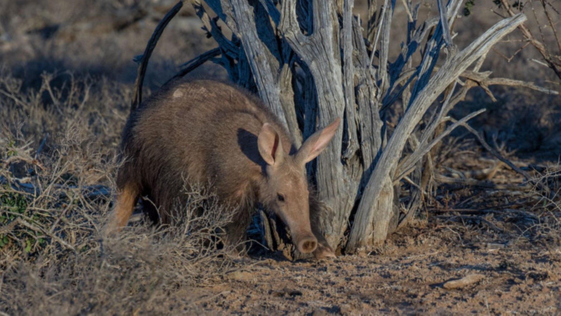 Aardvark sighting in Samara Private Game Reserve in the Karoo, South Africa 