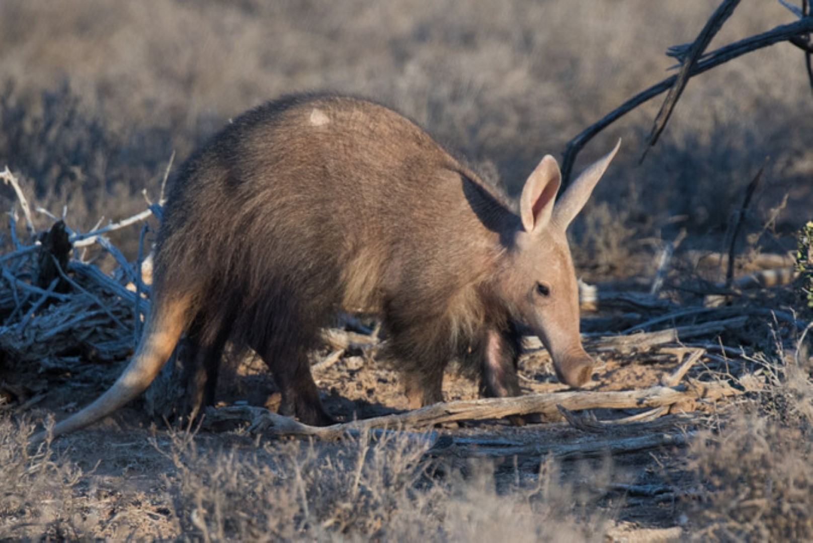 Aardvark sighting in Samara Private Game Reserve in the Karoo, South Africa 