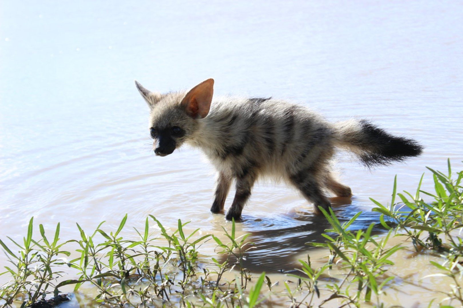 Baby aardwolf standing in water 