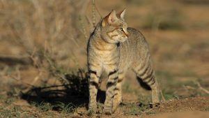 Chat sauvage africain dans la savane, dans le top des félins d'Afrique