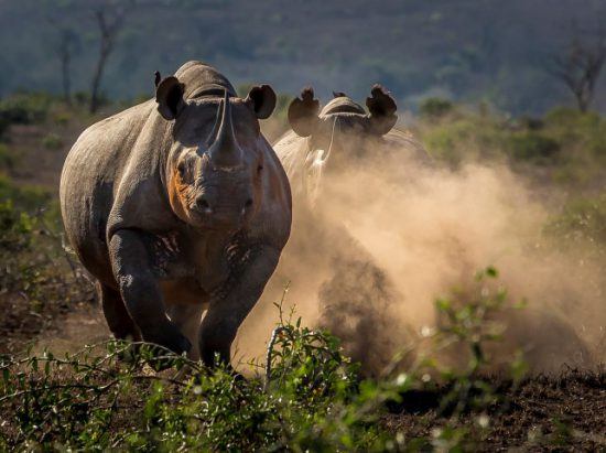 Zwei Spitzmaulnashörner rennen durch den Busch und wirbeln Sand auf - Save the Rhino Trust