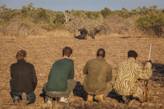 Group of safari bush walkers crouching to watch buffulo nearby