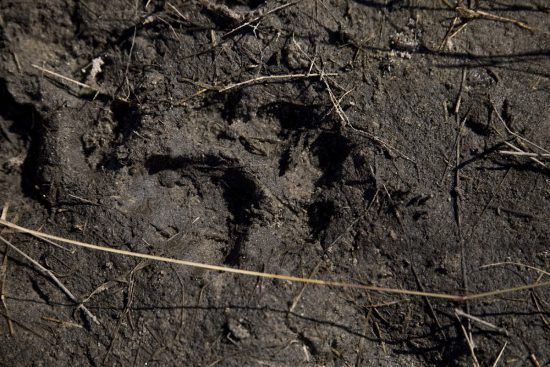 A lion's paw print in the mud