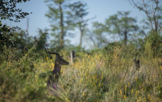 Um impala ergue a cabeça entre a grama alta