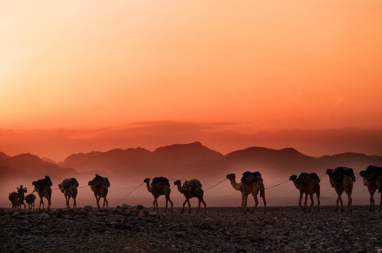 A camel caravan at dusk in Ethiopia