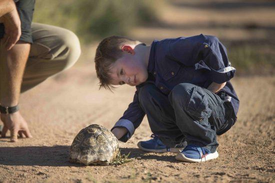 Ein Junge nimmt eine Landschildkröte unter die Lupe