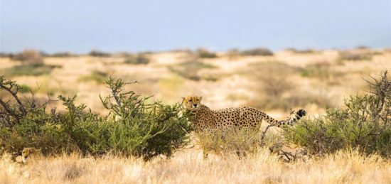 Gepard neben einem Busch in einer trockenen Graslandschaft