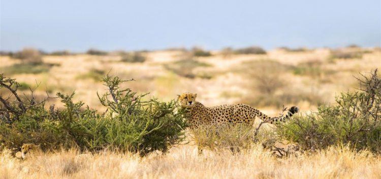 Guépard errant dans les plaines du Parc National Namib-Naukluft, Namibie.