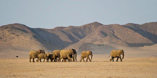 Eine Elefantenherde zieht durch eine Wüstenlandschaft