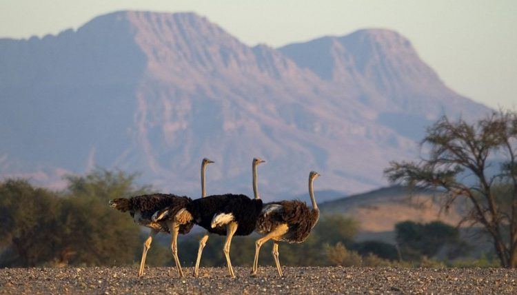 Straußenvögel im kargen Damaraland