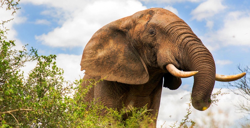 Conhecido como "gigante gentil", o elefante integra a lista dos Big Five da África