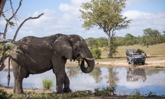 Elefant frisst genüsslich an einem Wasserloch mit Safari-Gruppe in einem Fahrzeug im Hintergrund