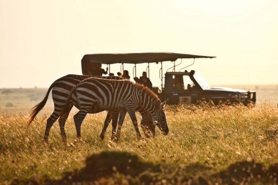 Zwei Zebrras in der Savanne, dahinter ein Pirschfahrzeug mit Personen in Kenia