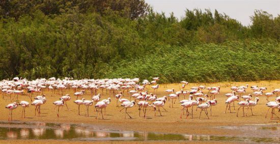 Flamingos vor grünen Büschen am Wasser bei niedrigem Wasserstand