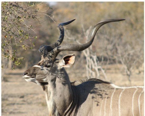 Ein Kudu im Busch