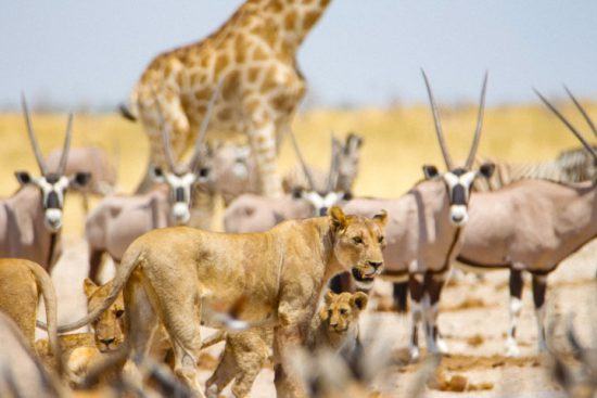 Löwenfamilie inmitten von Spießböcken und einer Giraffe im Etosha Nationalpark - Safari in Namibia