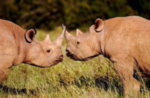 Los rinocerontes negros son solitarios y territoriales