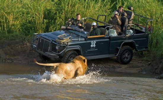 A lion charges at safari vehicle in Londolozi 