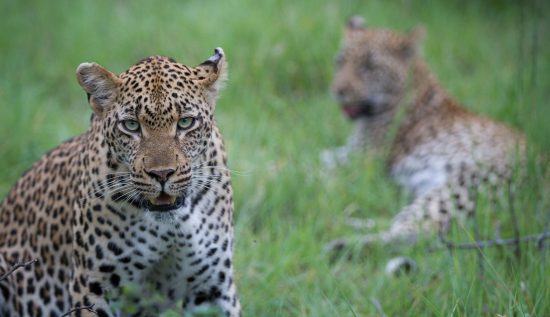 Los leopardos, unos de los reyes de Londolozi.