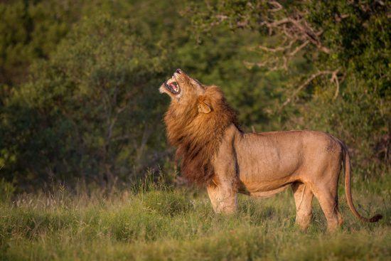 El Parque Kruger, uno de los mejores destinos de safari en África