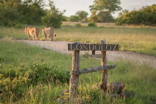 Campements du Parc Kruger | Londolozi n'attend que vous