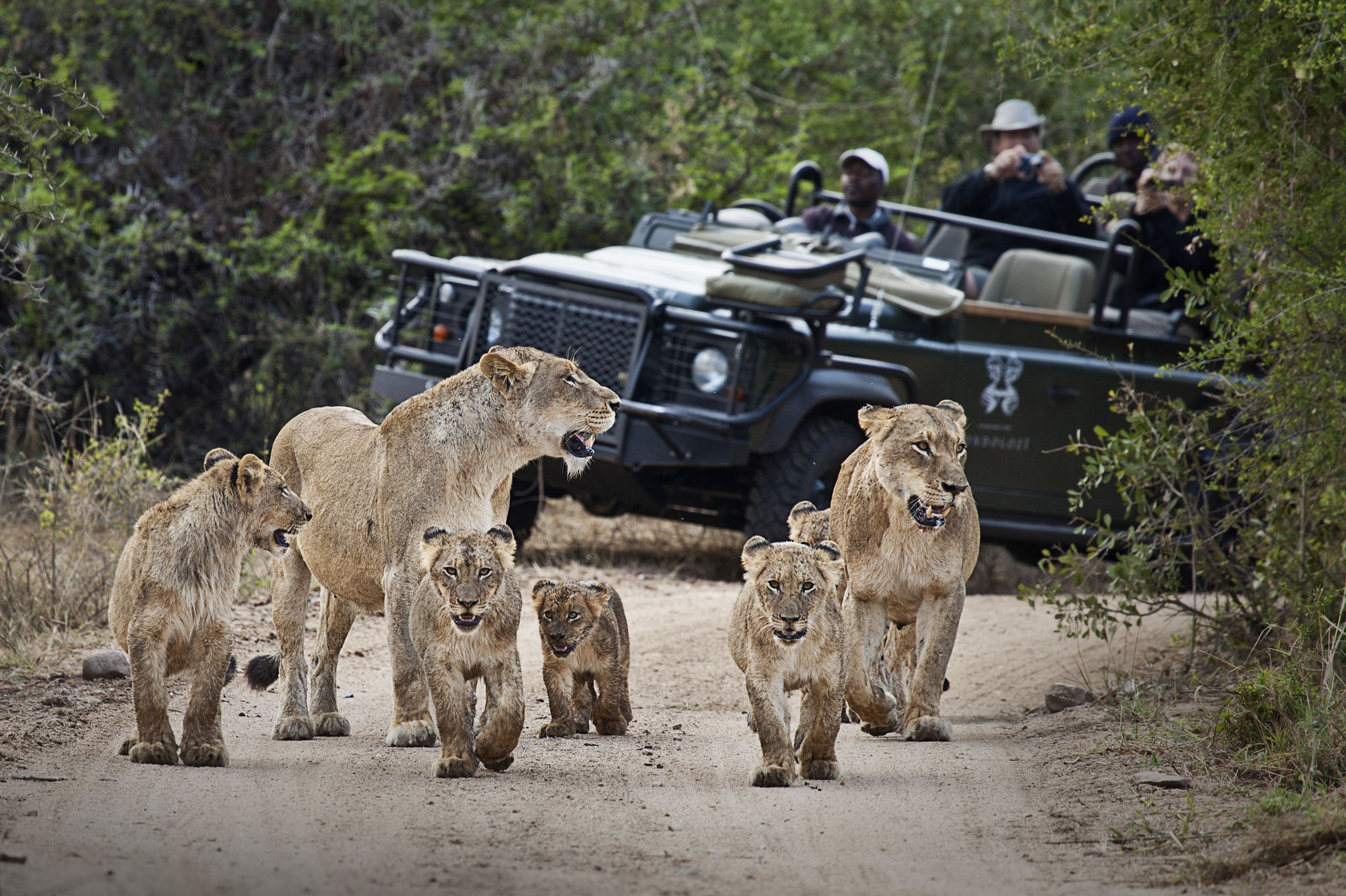 Famille de lion sur une piste de 4x4 au Kruger