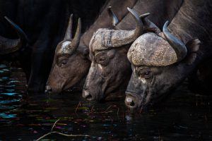 animaux d'afrique du sud