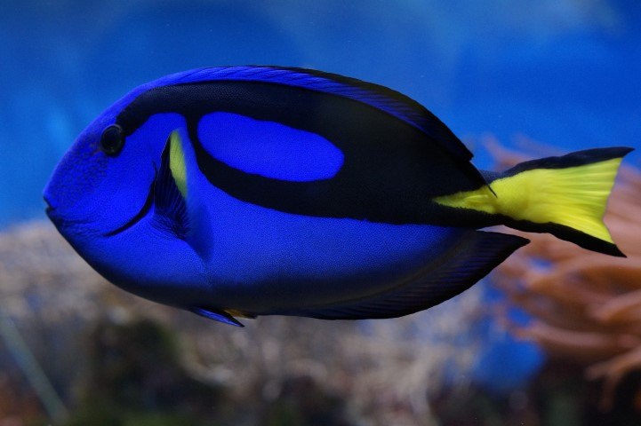 Ein blauer Paletten-Doktorfisch unter Wasser