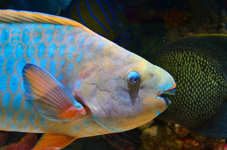 Nahaufnahme eines bunten Papageifisches