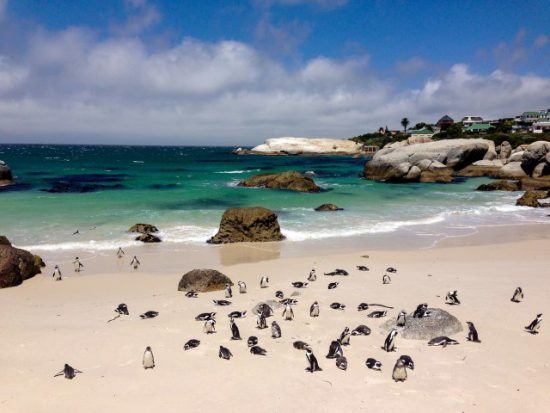 Los pingüinos, reyes absolutos de Boulder's Beach