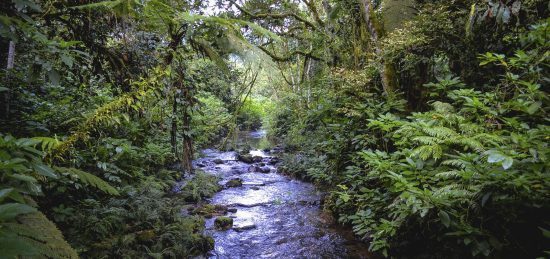 El Bosque Impenetrable de Bwindi, uno de los mejores luhgares para conocer a los gorilas en su hábitat natural. 