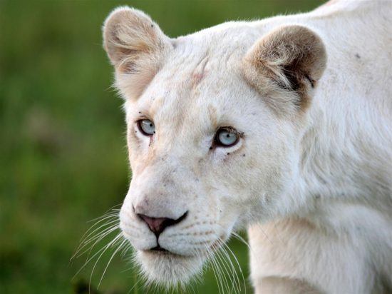 A close-up of a while lioness with blue eyes