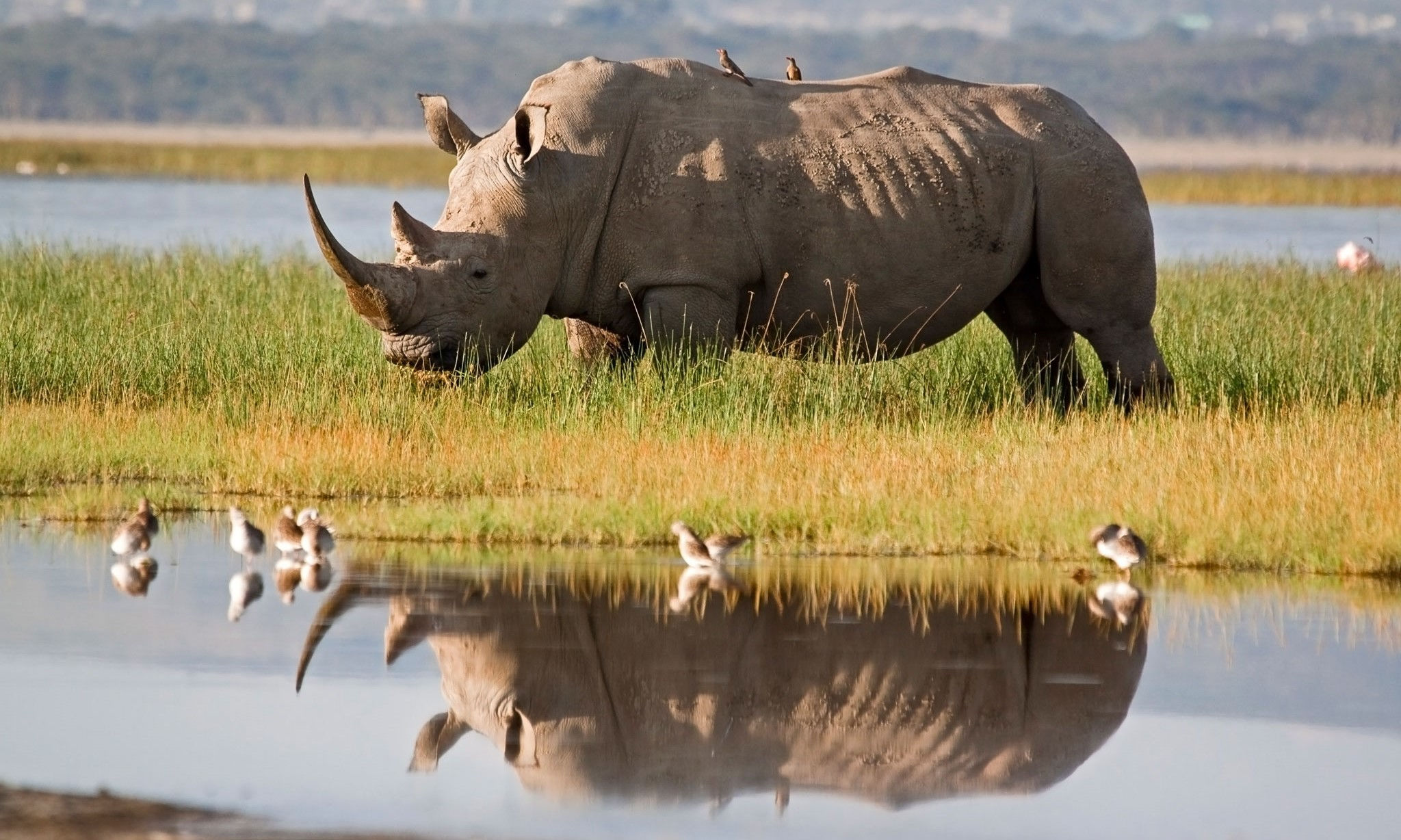 Breitmaulnashorn umgeben von Vögeln spiegelt sich im Okavango Delta im Wasser