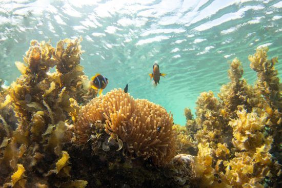 Fische zwischen Korallenriff im glasklaren Wasser vor Sansibar